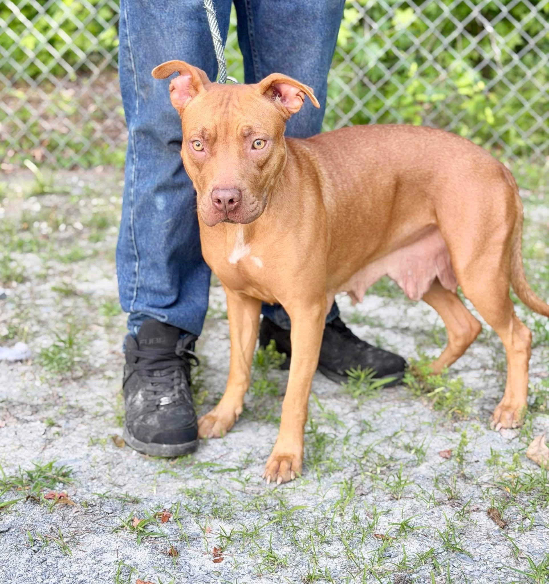 Athena, ADOPTABLE, Adult Female American Staffordshire Terrier.