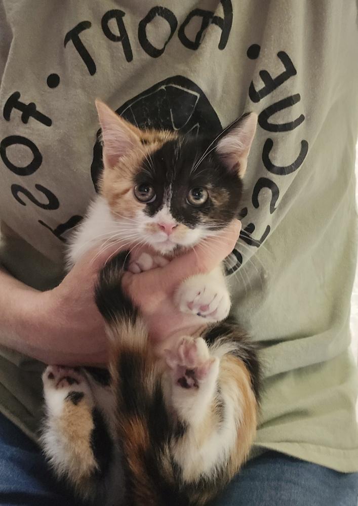 Evie, Adopted, Kitten Female Calico.