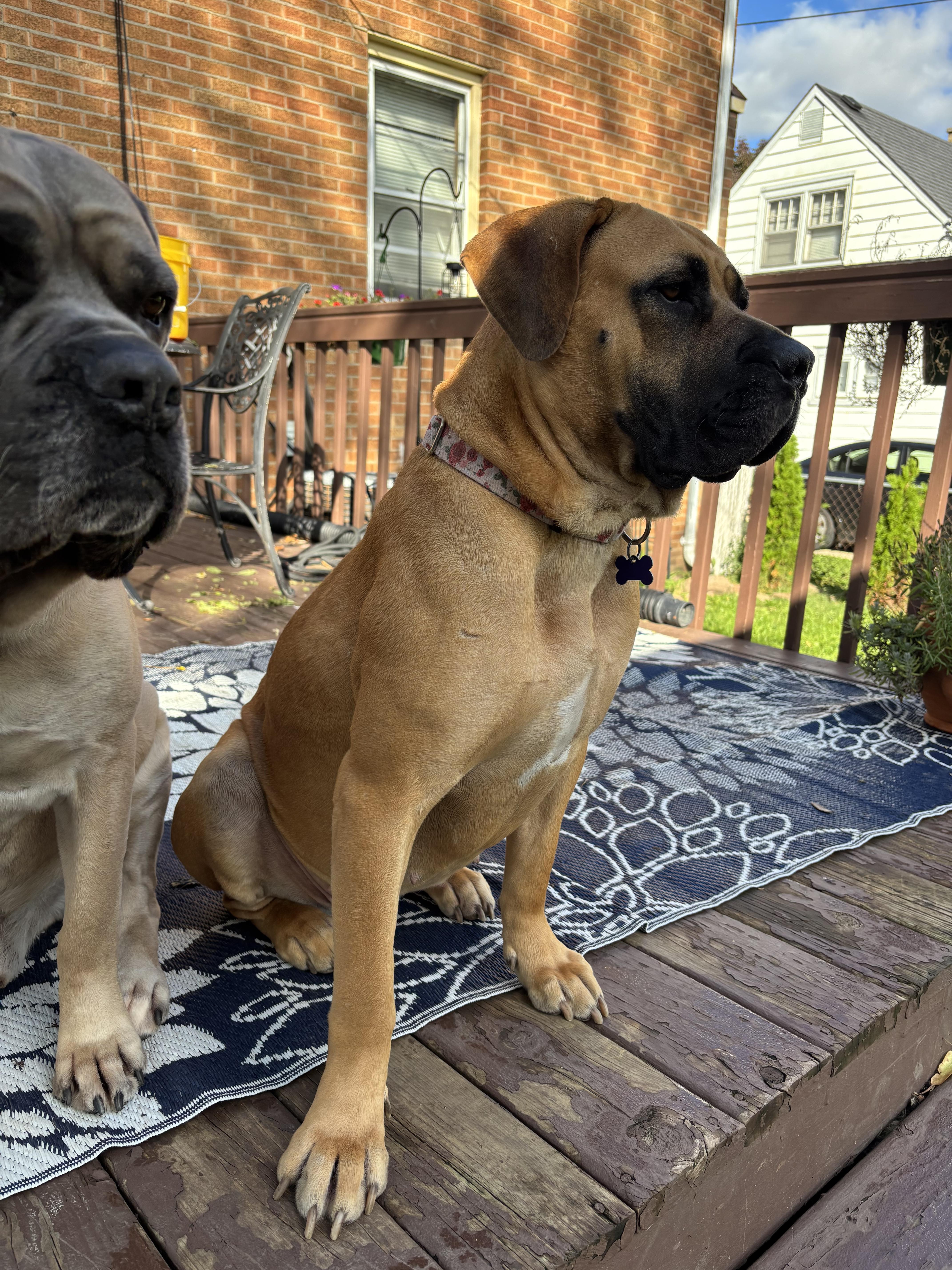 Enlarge Honey, a Adoptable Boerboel in Milwaukee, WI image 5/6