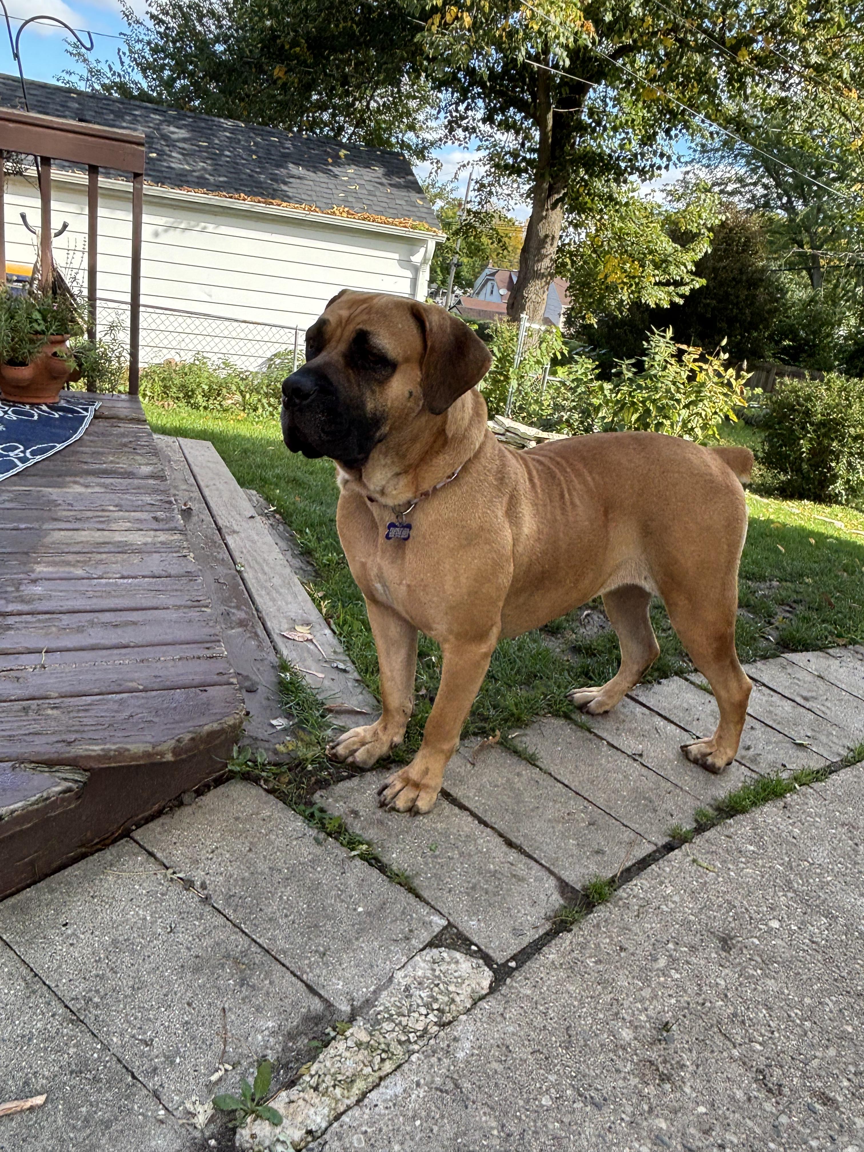 Enlarge Honey, a Adoptable Boerboel in Milwaukee, WI image 1/6