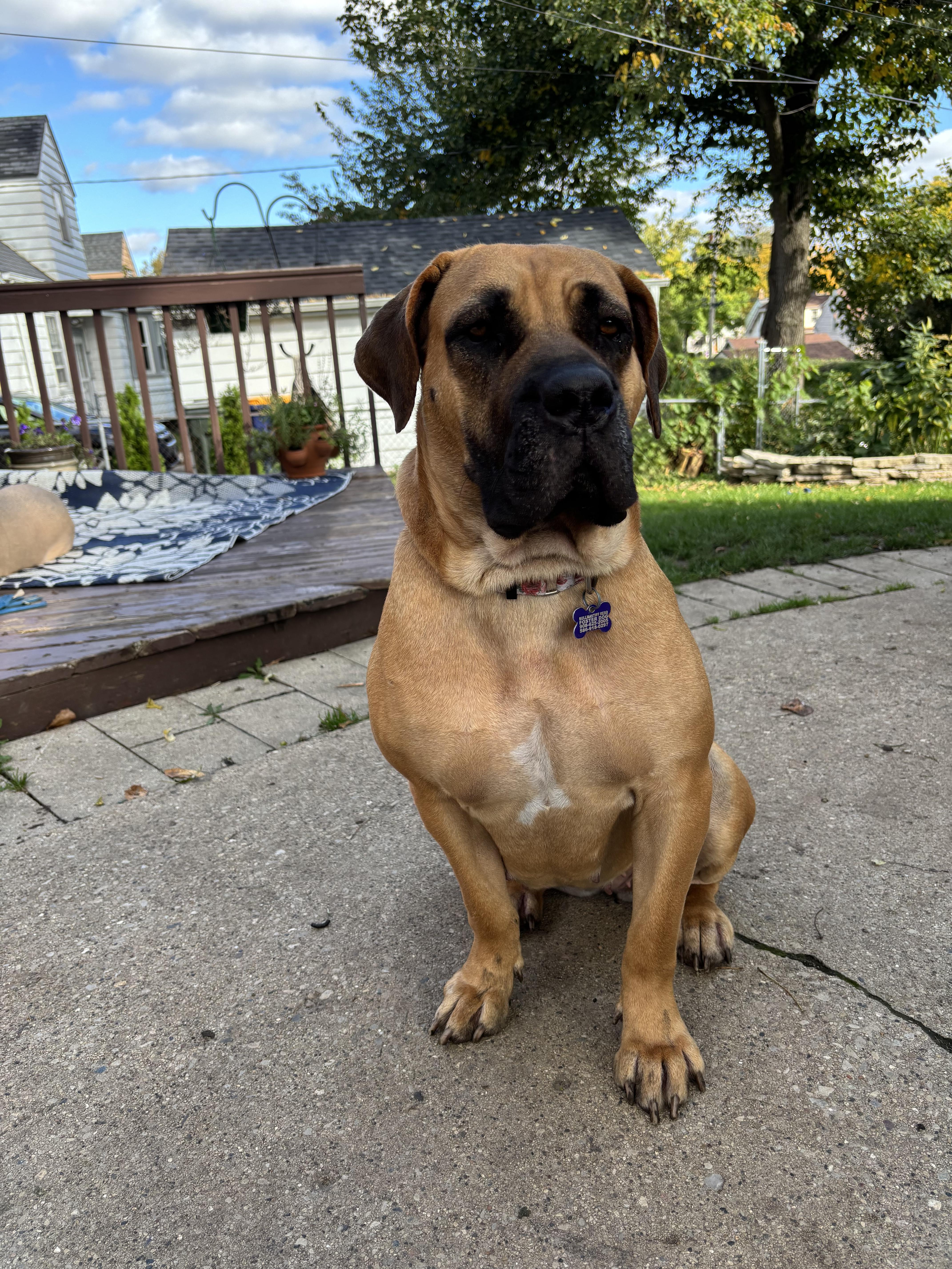 Enlarge Honey, a Adoptable Boerboel in Milwaukee, WI image 2/6