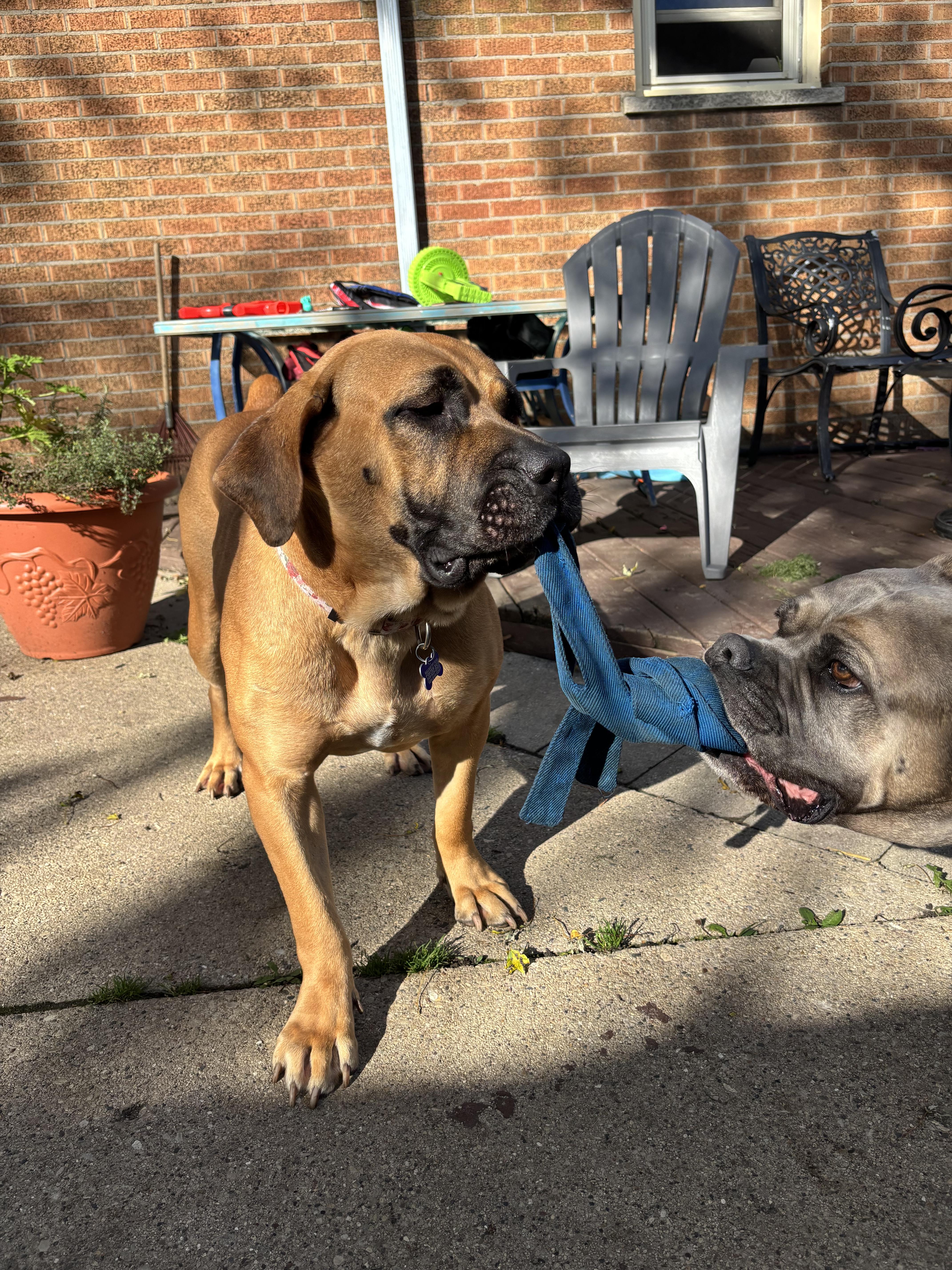 Enlarge Honey, a Adoptable Boerboel in Milwaukee, WI image 4/6