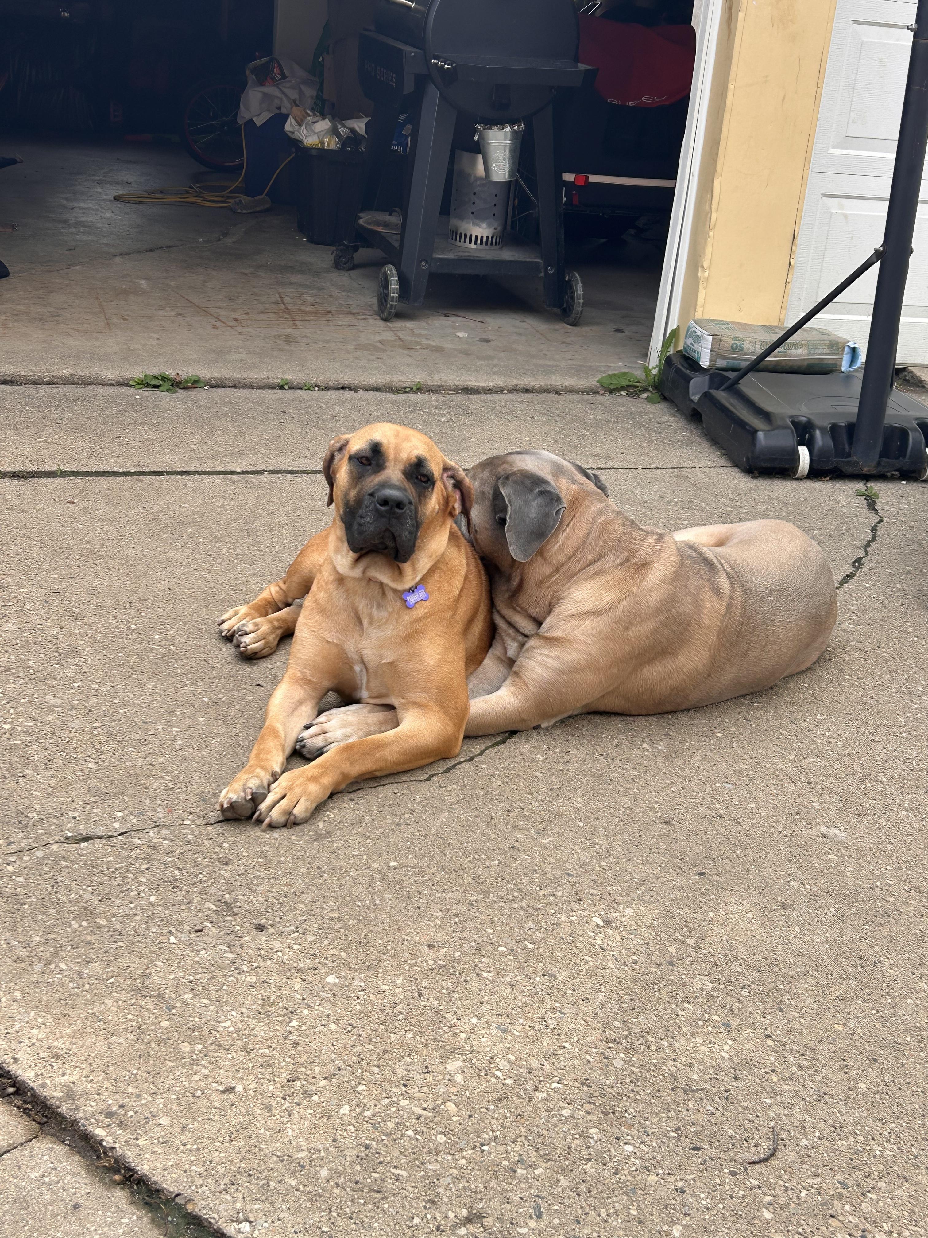 Enlarge Honey, a Adoptable Boerboel in Milwaukee, WI image 6/6