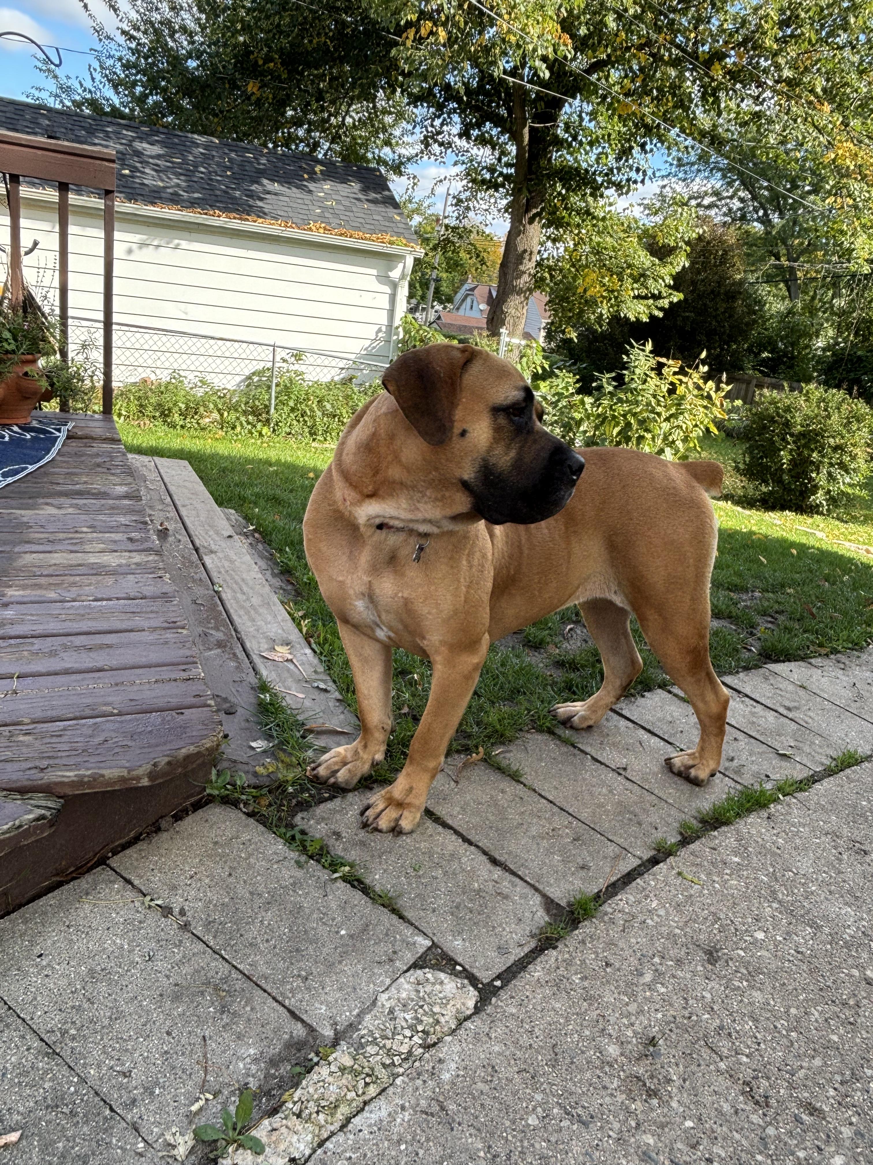 Enlarge Honey, a Adoptable Boerboel in Milwaukee, WI image 3/6