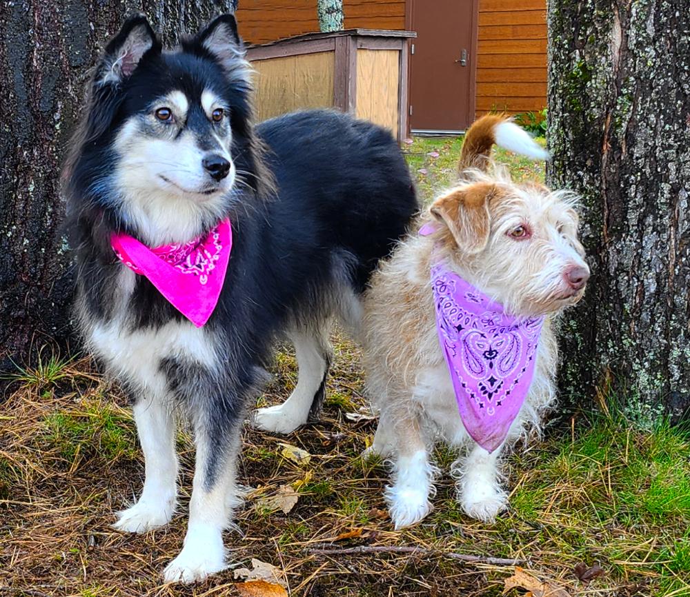Carley (Part of a bonded pair with Kuma), an adoptable Mixed Breed in Cheboygan, MI, 49721 | Photo Image 2