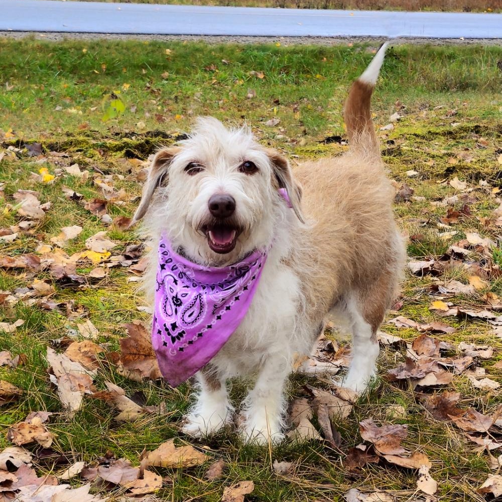 Carley (Part of a bonded pair with Kuma), an adoptable Mixed Breed in Cheboygan, MI, 49721 | Photo Image 1