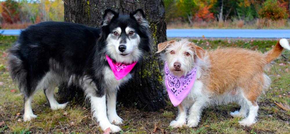 Carley (Part of a bonded pair with Kuma), an adoptable Mixed Breed in Cheboygan, MI, 49721 | Photo Image 5