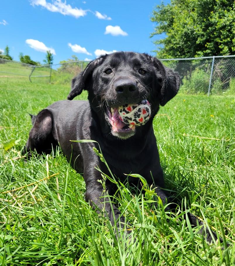 Mya, a ADOPTABLE mixed breed in Lisbon, OH image 1/5