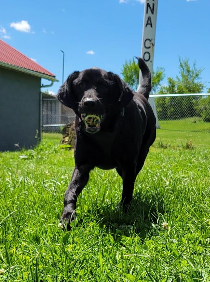 Mya, a ADOPTABLE mixed breed in Lisbon, OH image 3/5