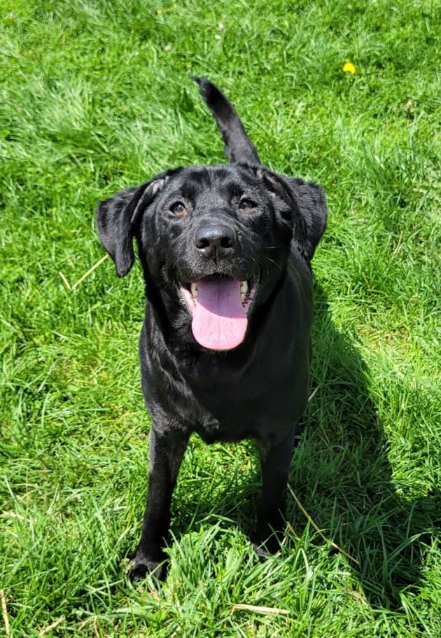 Mya, a ADOPTABLE mixed breed in Lisbon, OH image 5/5