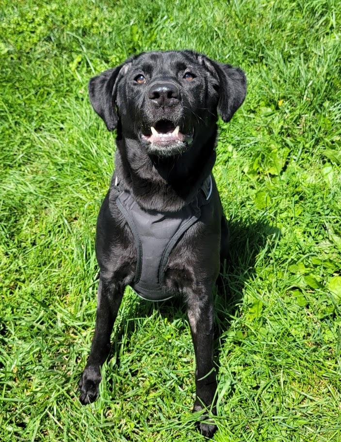Mya, a ADOPTABLE mixed breed in Lisbon, OH image 2/5