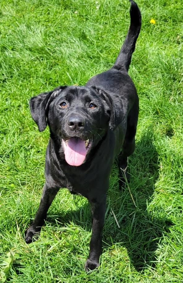 Mya, adoptable, Adult Female Labrador Retriever.