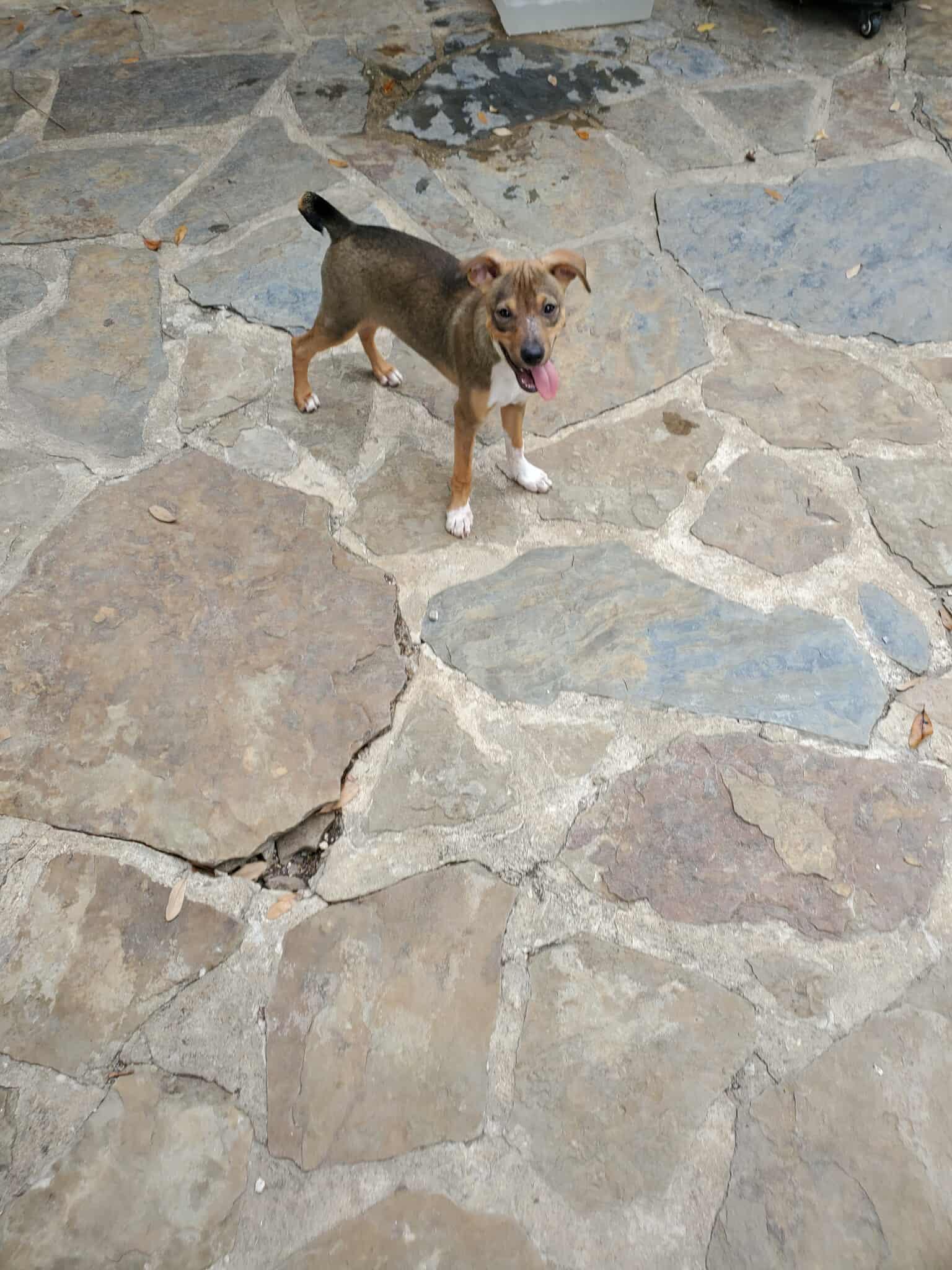 Cookie