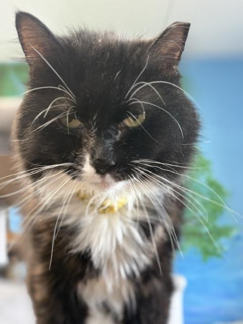 Enlarge Charlie, a ADOPTABLE Domestic Long Hair in Towanda, PA image 1/1