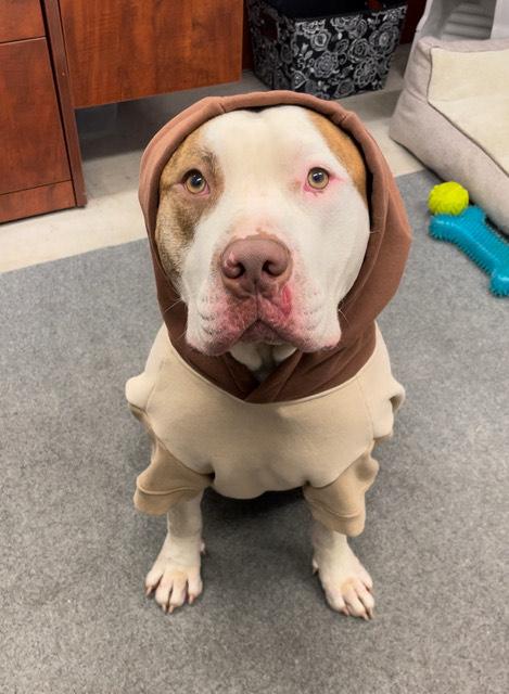 BEAU, Adoptable, Adult Male American Bulldog.