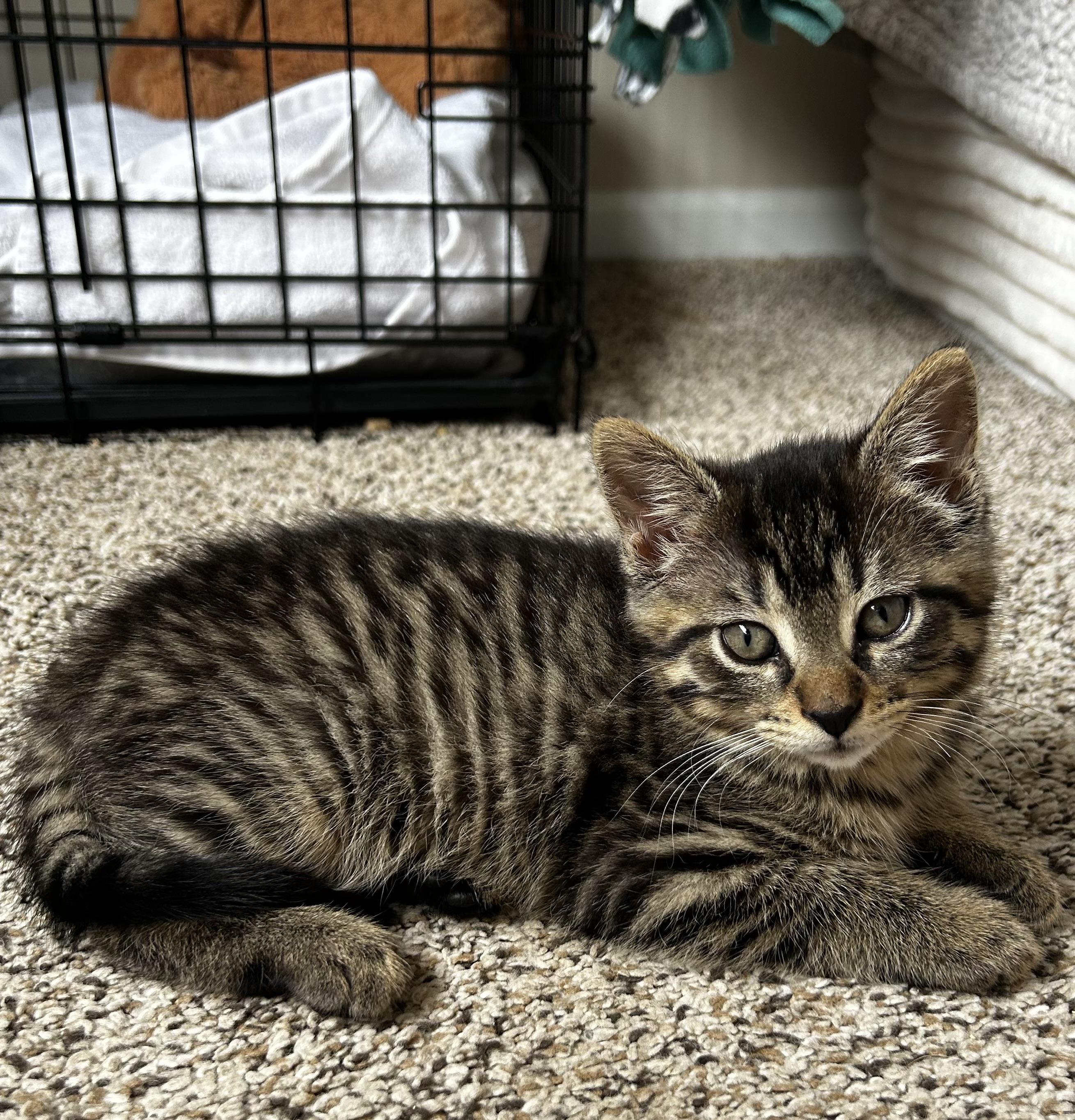 Pixie, adopted, Young Female Domestic Short Hair.