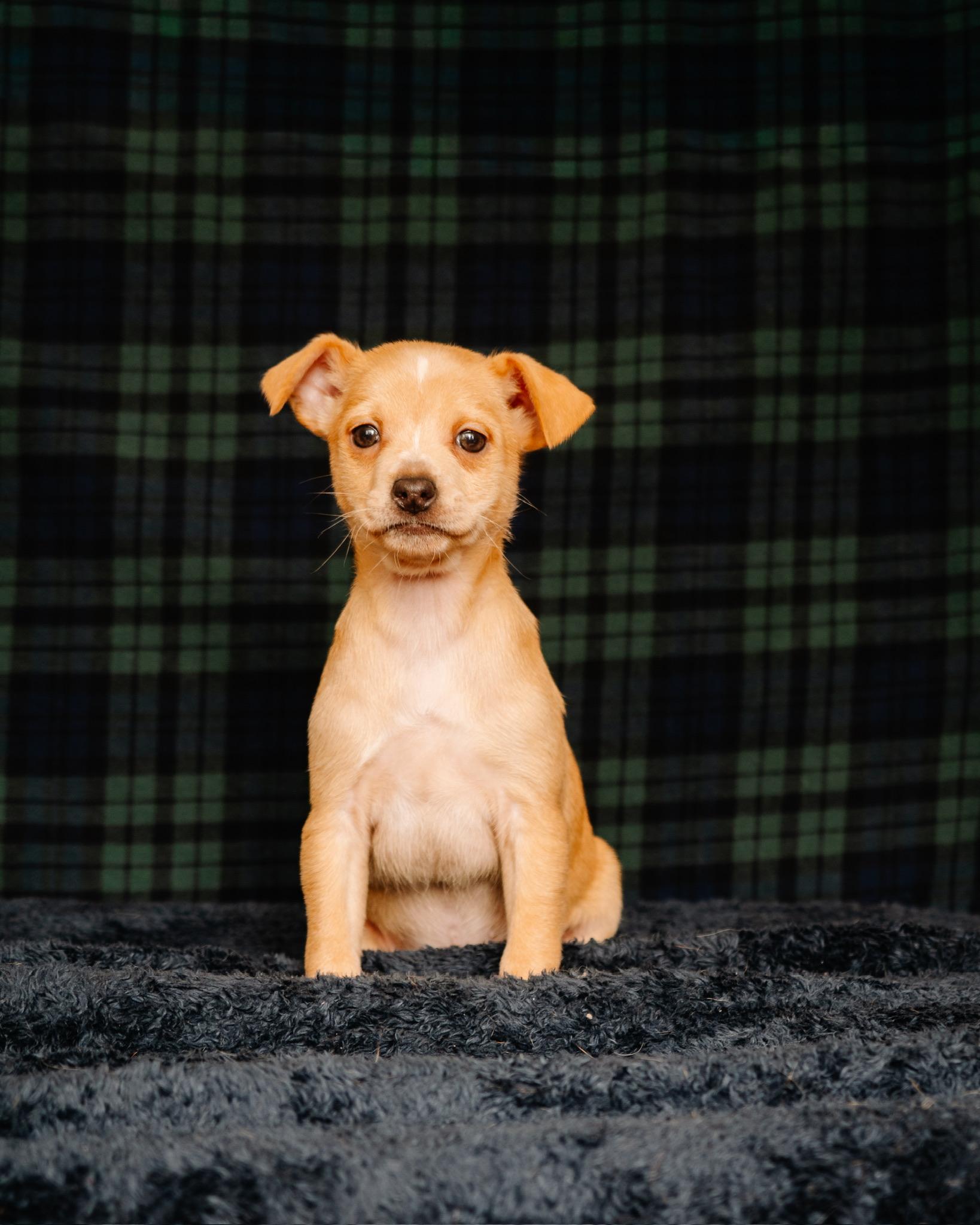 Enlarge Maura, a ADOPTABLE mixed breed in Simsbury, CT image 1/1