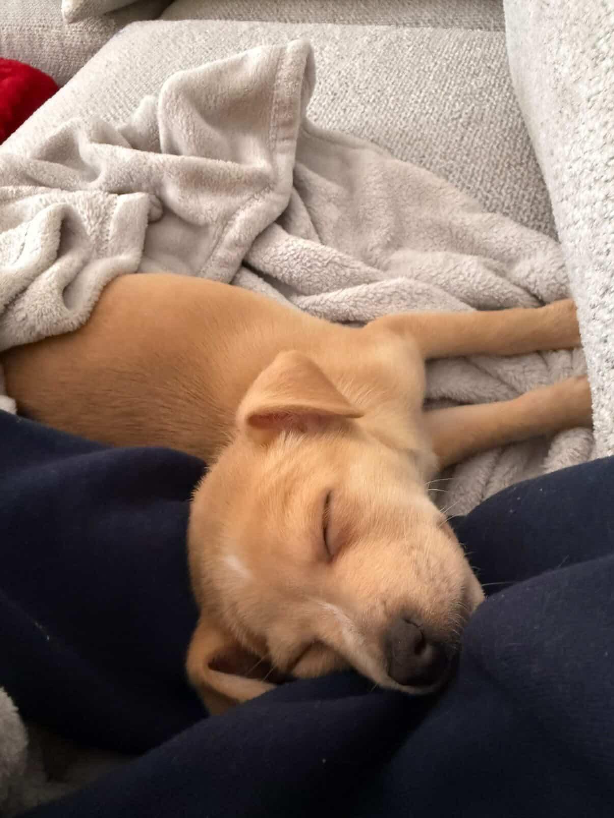 Enlarge Maura, an adopted mixed breed in Simsbury, CT image 4/4