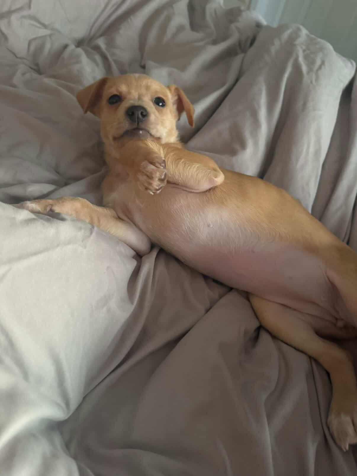 Enlarge Maura, an adopted mixed breed in Simsbury, CT image 2/4