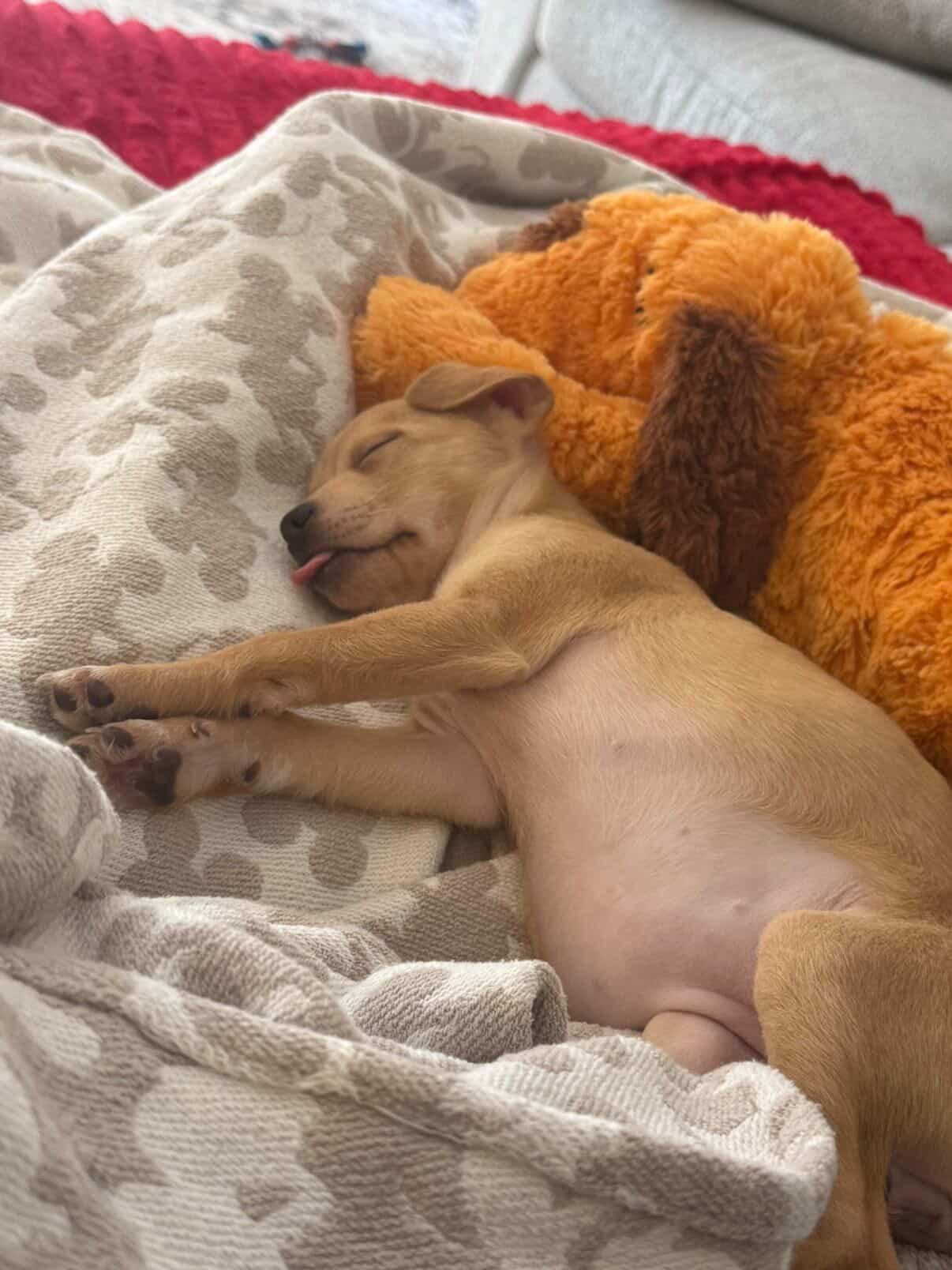 Enlarge Maura, an adopted mixed breed in Simsbury, CT image 3/4