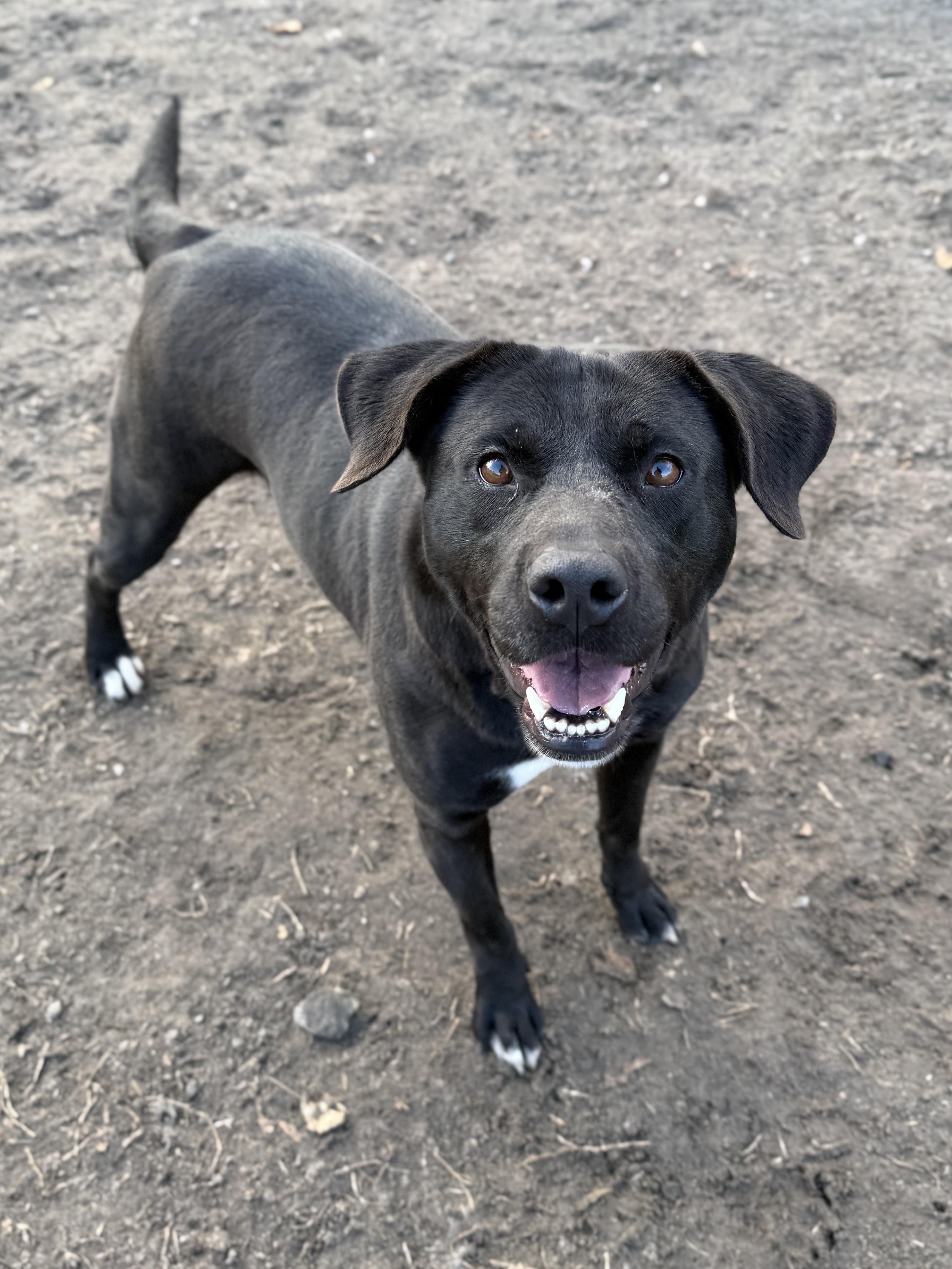 Juliet, ADOPTABLE, Adult Female Black Labrador Retriever.