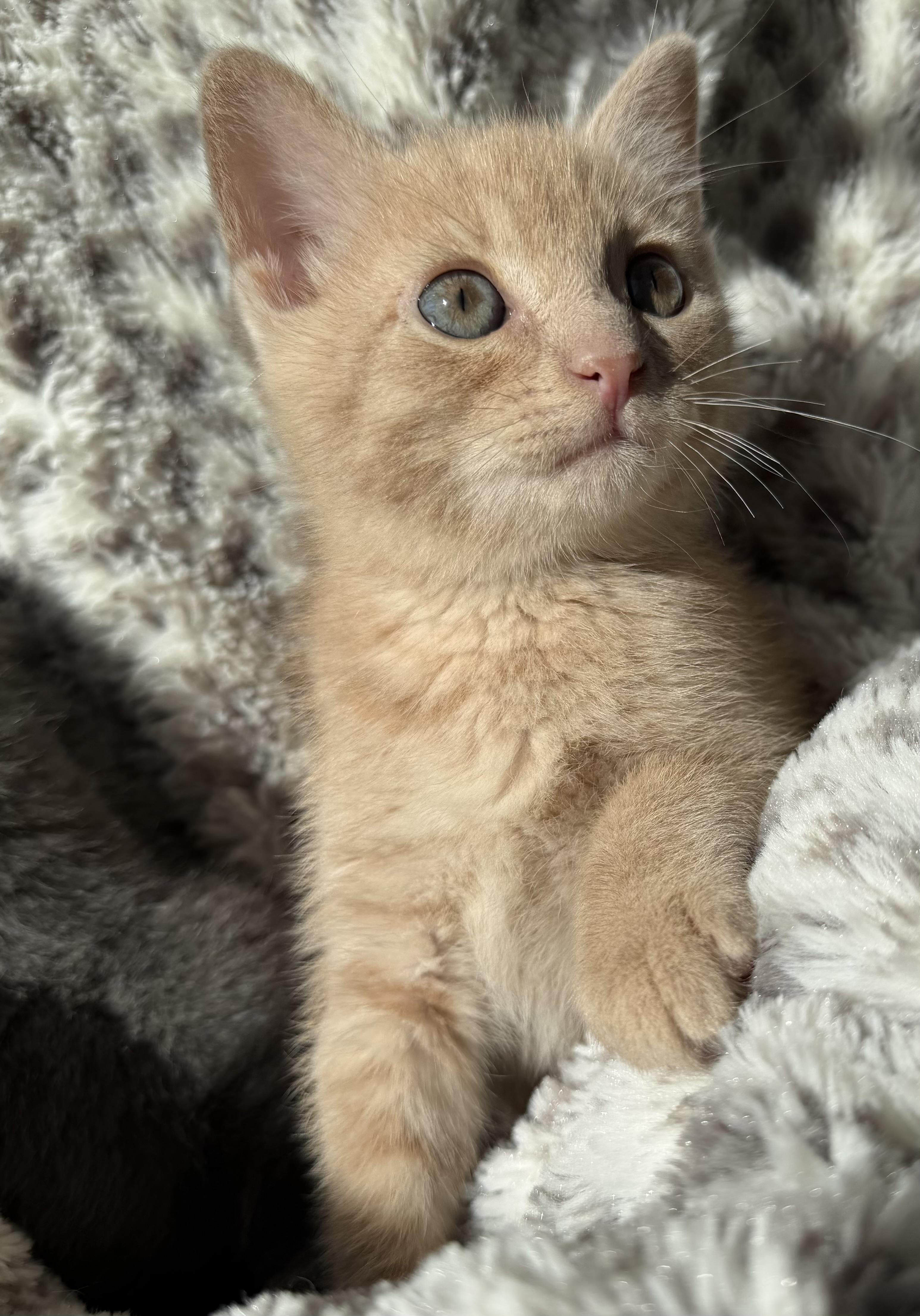 Moose, adopted, Kitten Male Domestic Short Hair.