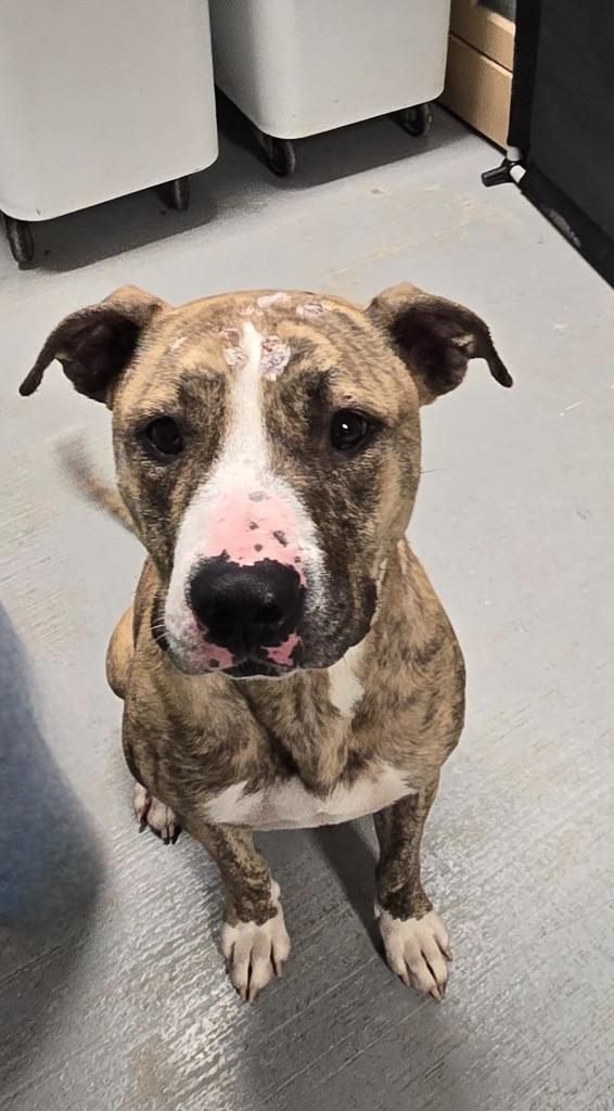 Enlarge Indigo, a Adoptable mixed breed in Sandusky, OH image 1/1