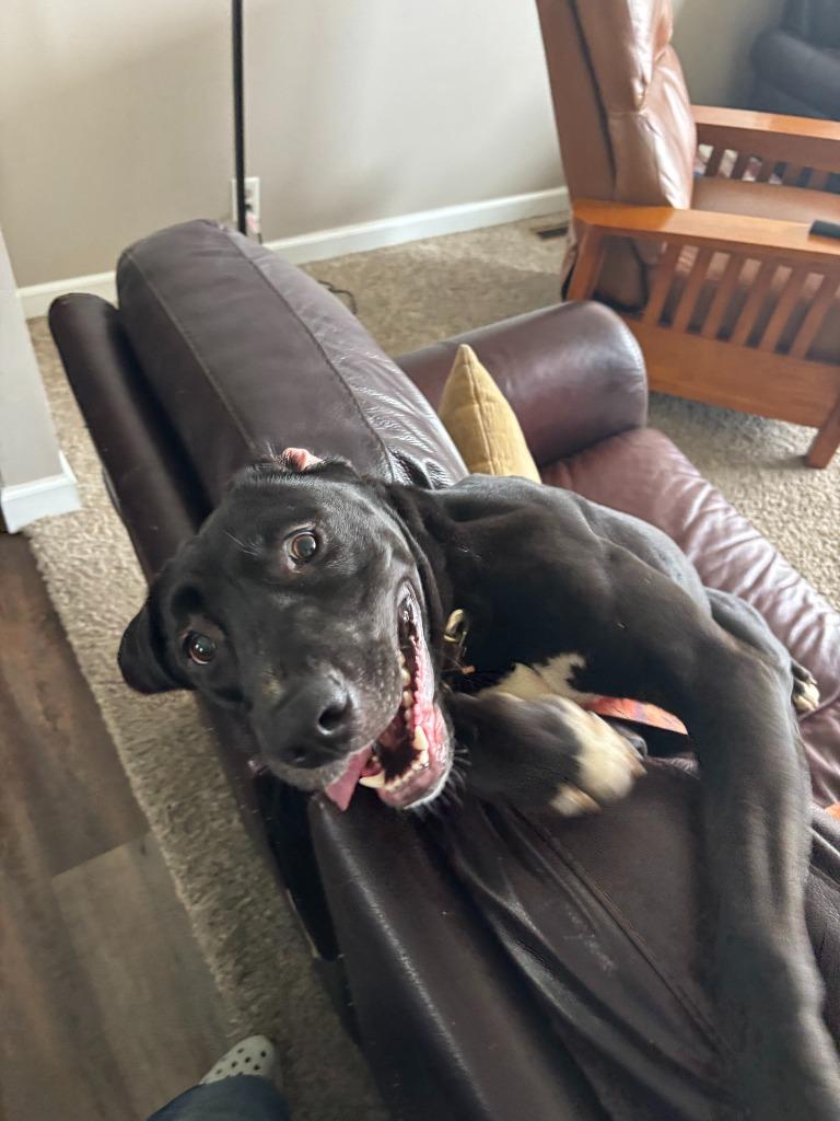 Sunny, Adoptable, Young Female Hound.