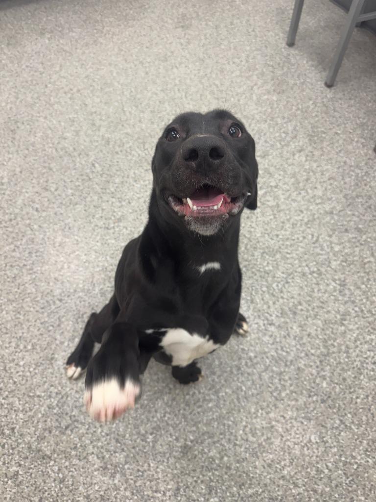 Enlarge Sunny, a Adoptable Hound in Findlay, OH image 2/6