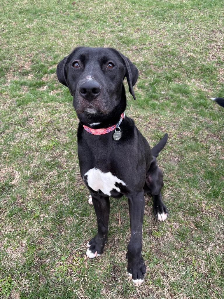 Enlarge Sunny, a Adoptable Hound in Findlay, OH image 3/6
