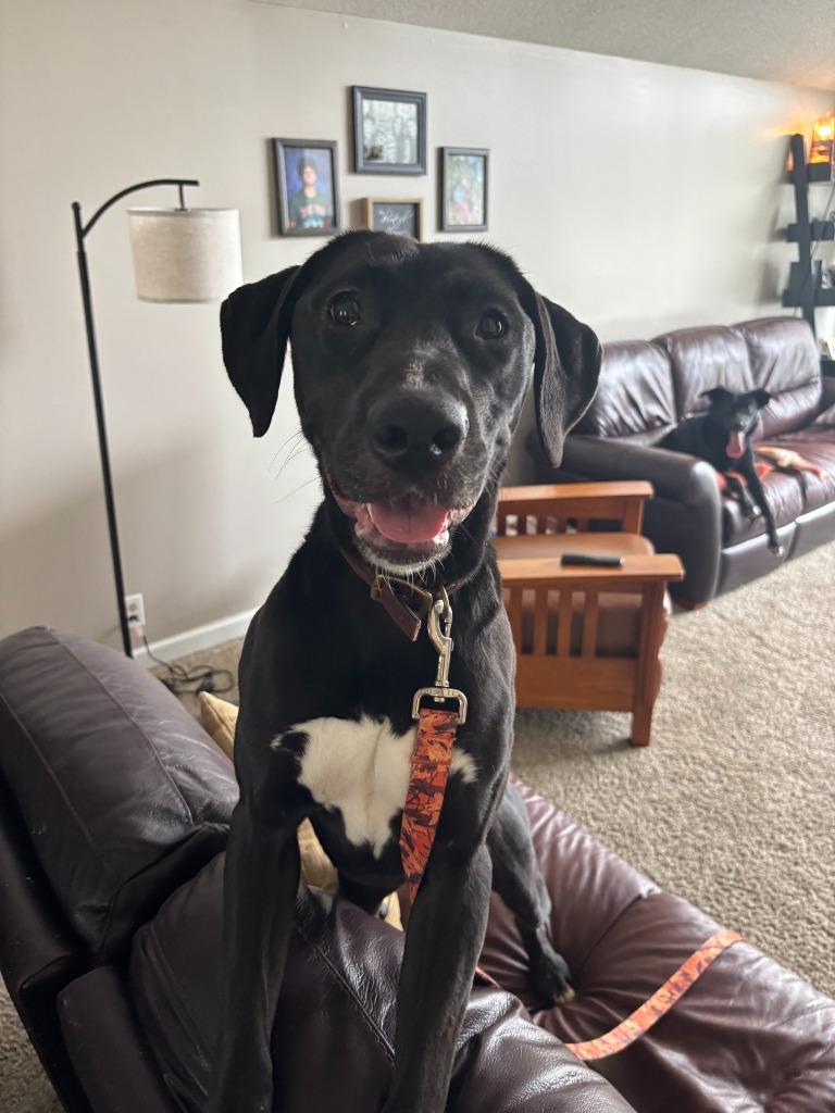 Enlarge Sunny, a Adoptable Hound in Findlay, OH image 4/6