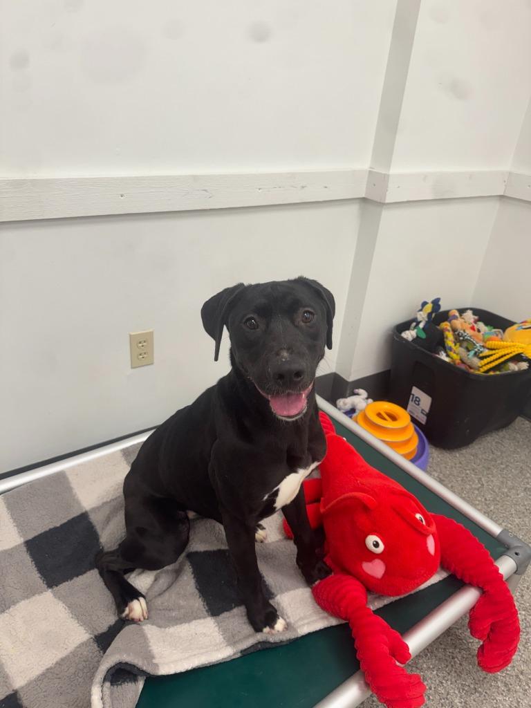 Enlarge Sunny, a Adoptable Hound in Findlay, OH image 5/6