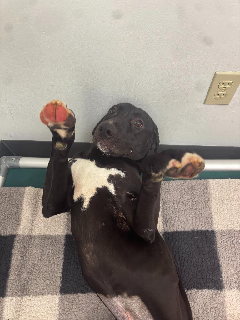 Enlarge Sunny, a Adoptable Hound in Findlay, OH image 6/6