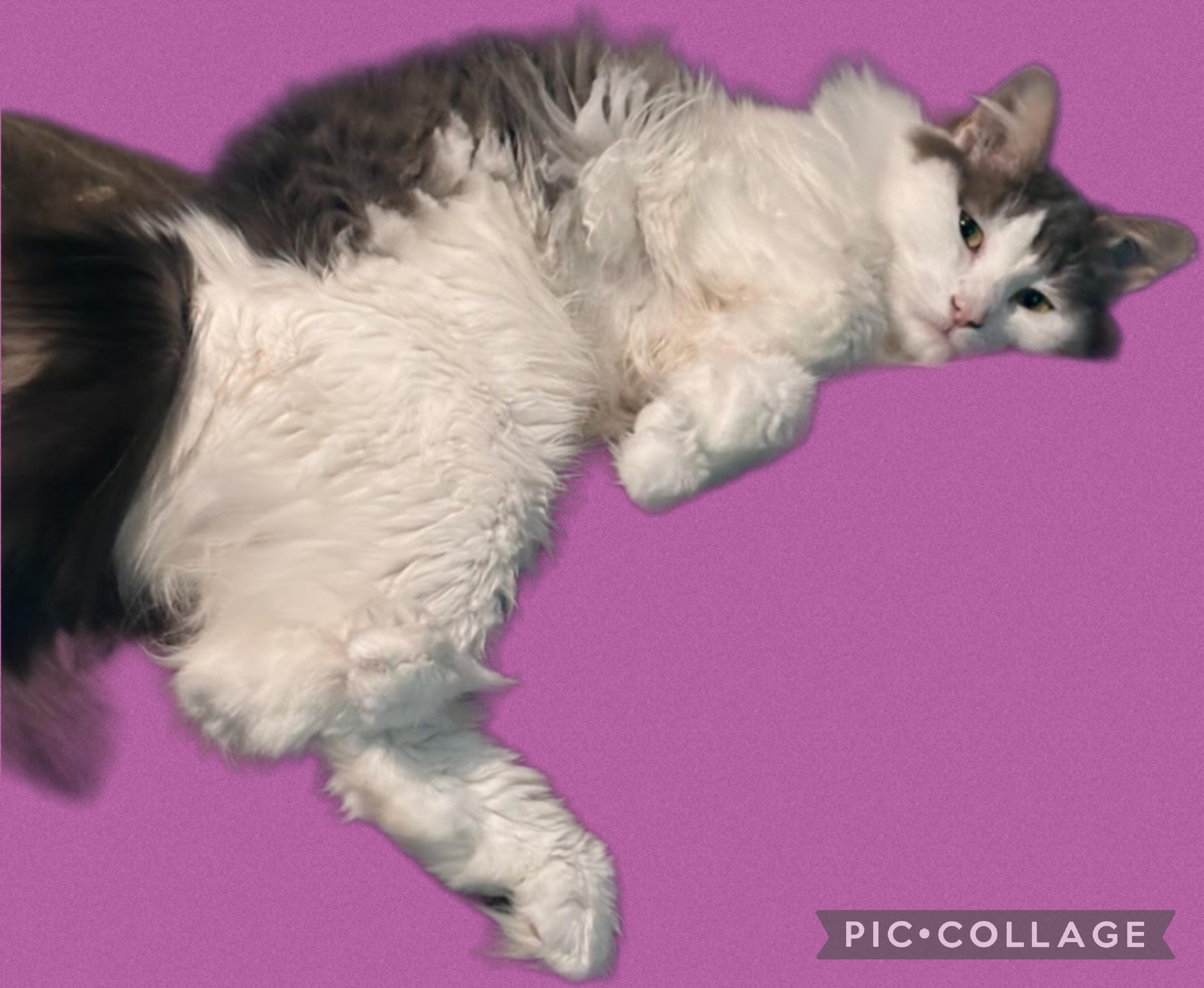 Milagros, a ADOPTABLE mixed breed in Hartford, CT image 2/4