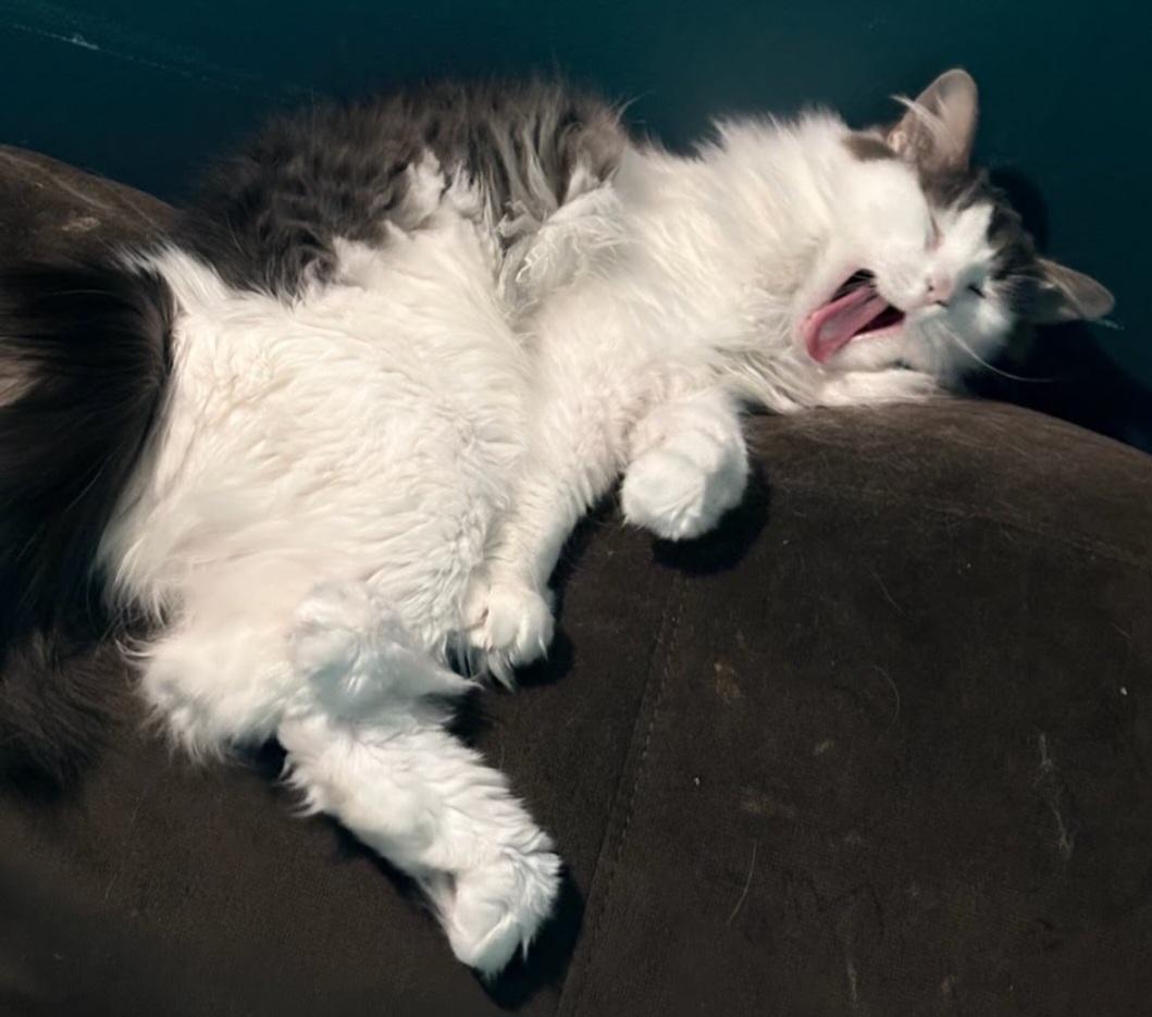 Milagros, ADOPTABLE, Young Female Norwegian Forest Cat & Maine Coon.