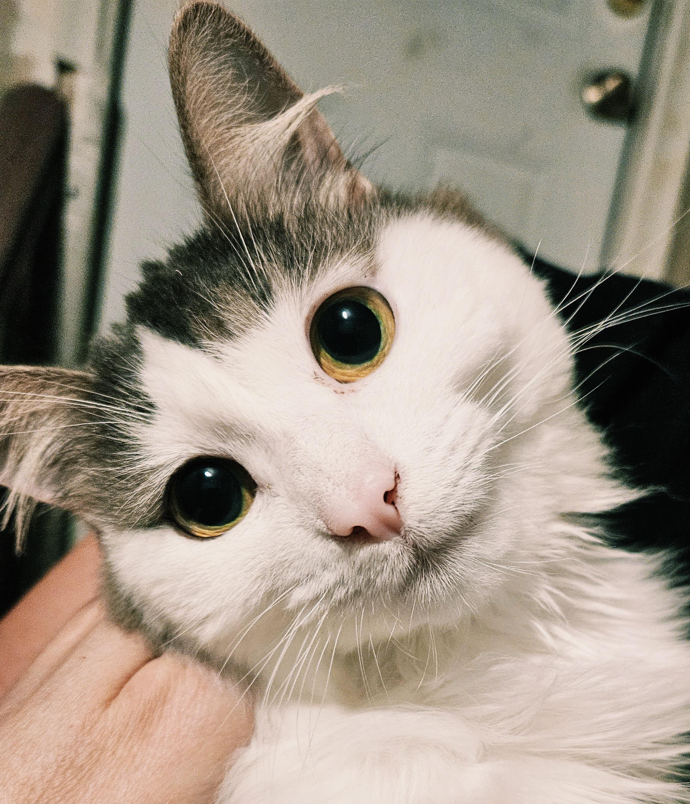 Milagros, ADOPTABLE, Young Female Domestic Medium Hair & Norwegian Forest Cat.