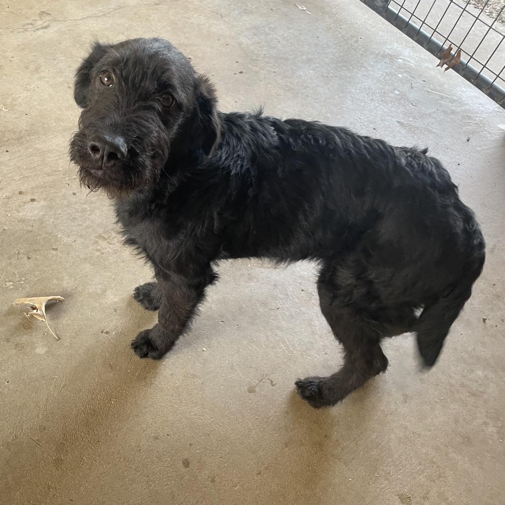 maleficent, Adoptable, Puppy Female Irish Terrier & Hound.