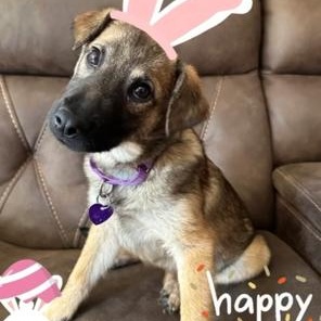 Infinity, a ADOPTABLE mixed breed in Terryville, CT image 5/6