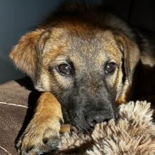 Infinity, a ADOPTABLE mixed breed in Terryville, CT image 3/6