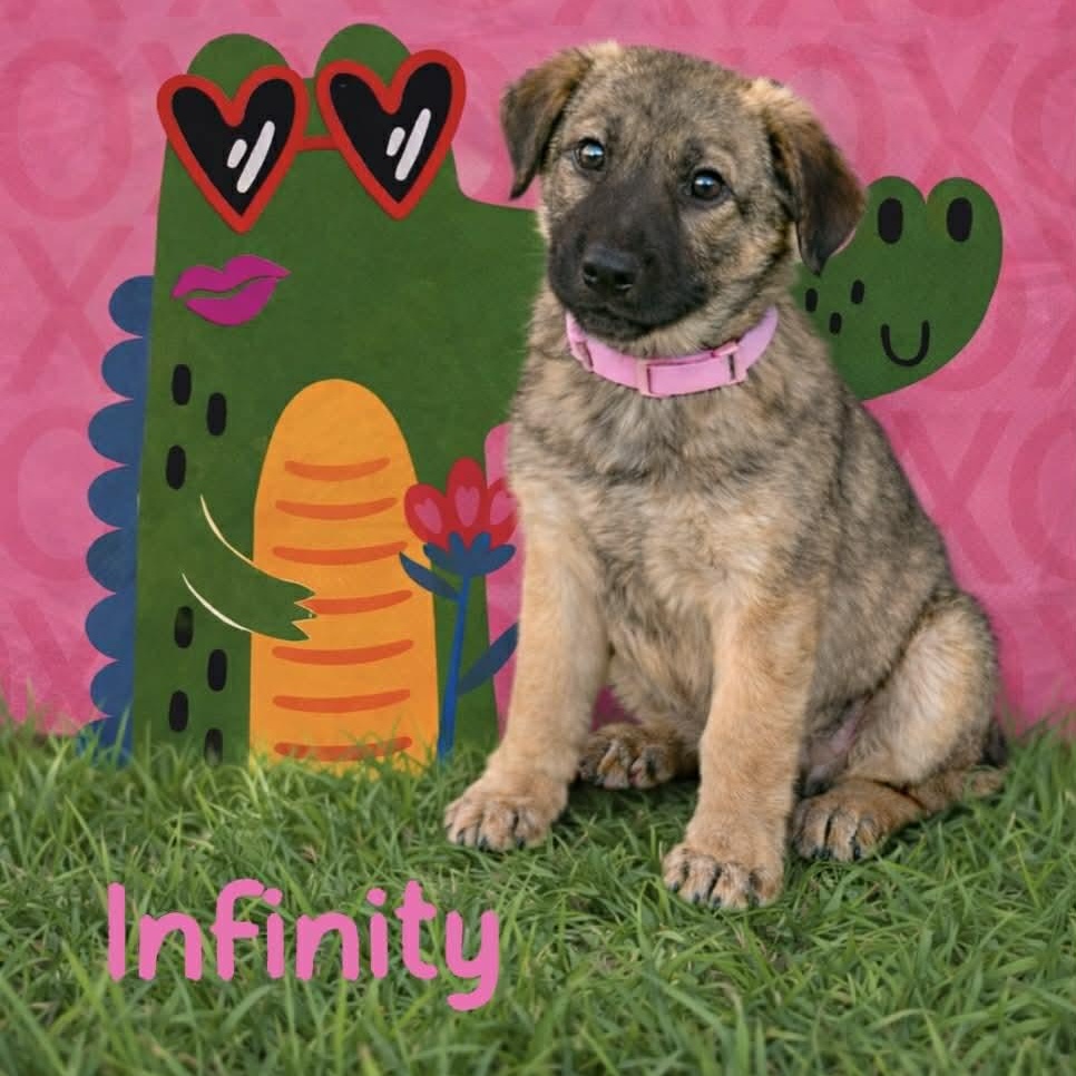 Enlarge Infinity, a ADOPTABLE mixed breed in Cheshire, CT image 2/3