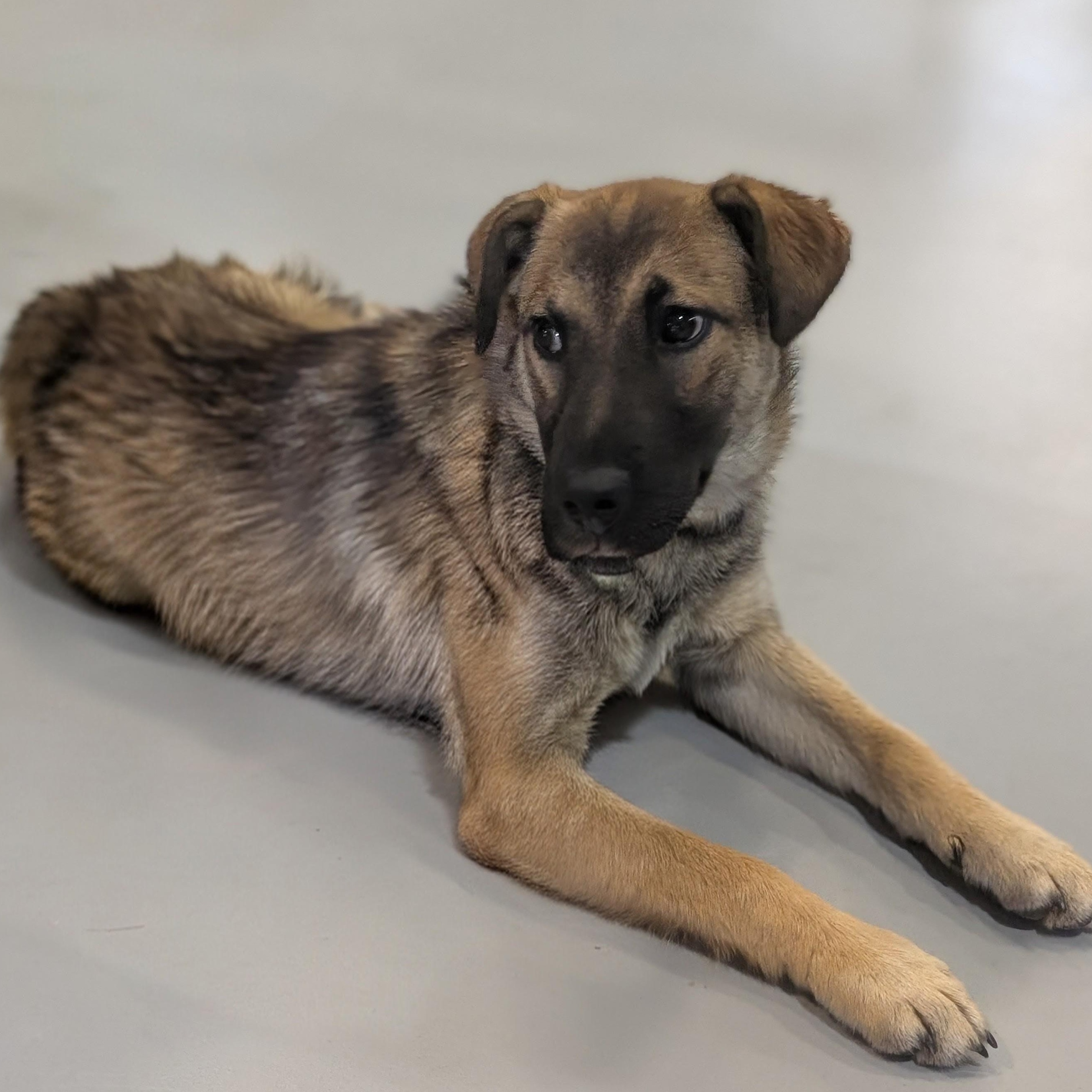 Enlarge Infinity, an adoptable mixed breed in Terryville, CT image 2/6