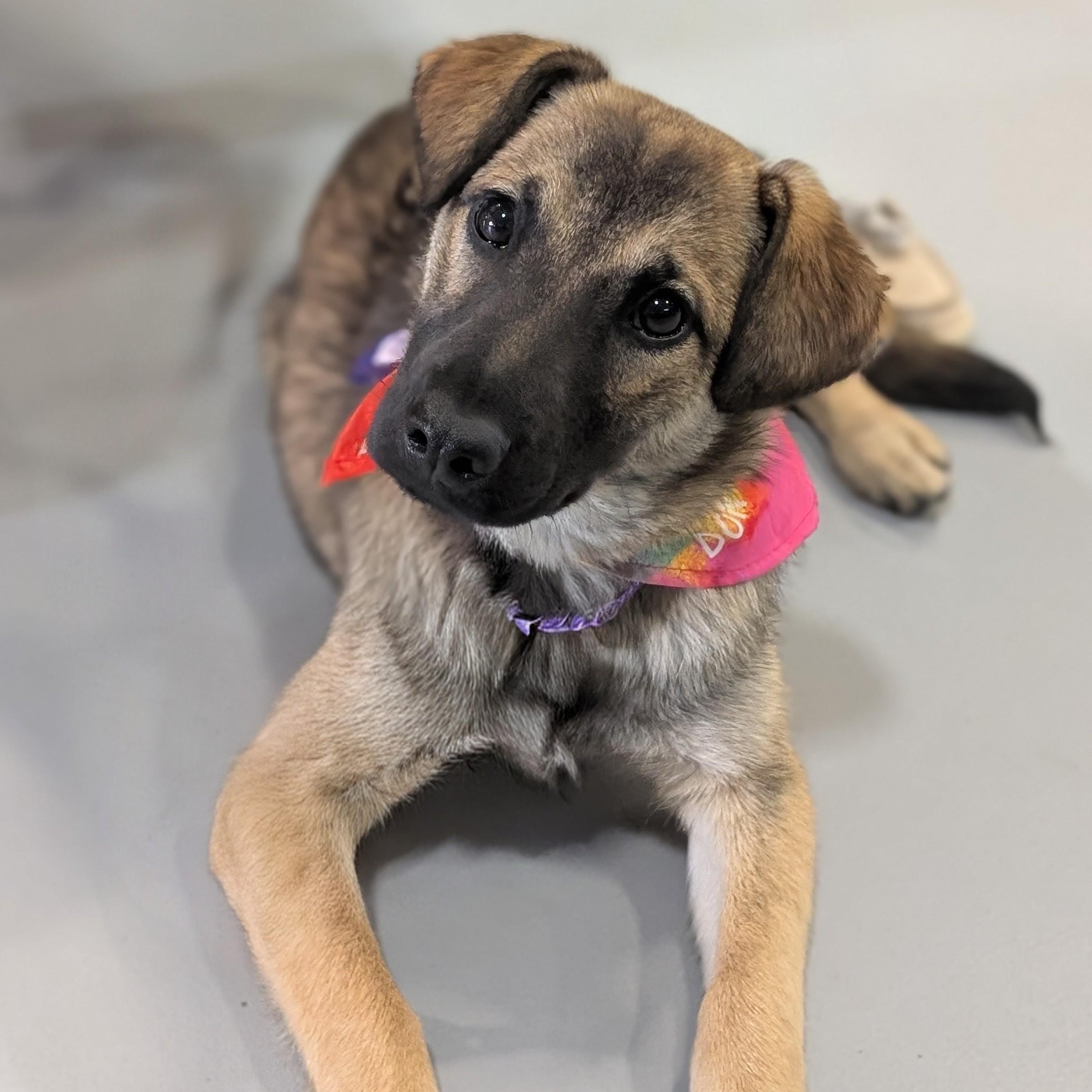 Enlarge Infinity, an adoptable mixed breed in Terryville, CT image 1/6