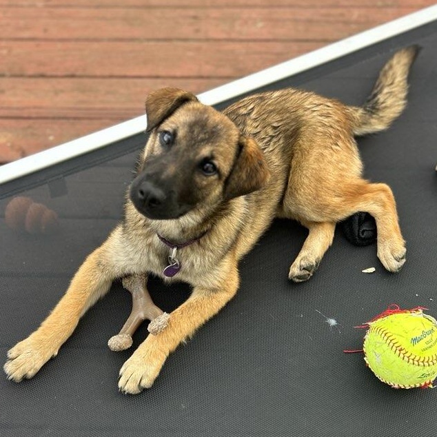 Infinity, a ADOPTABLE mixed breed in Terryville, CT image 2/6