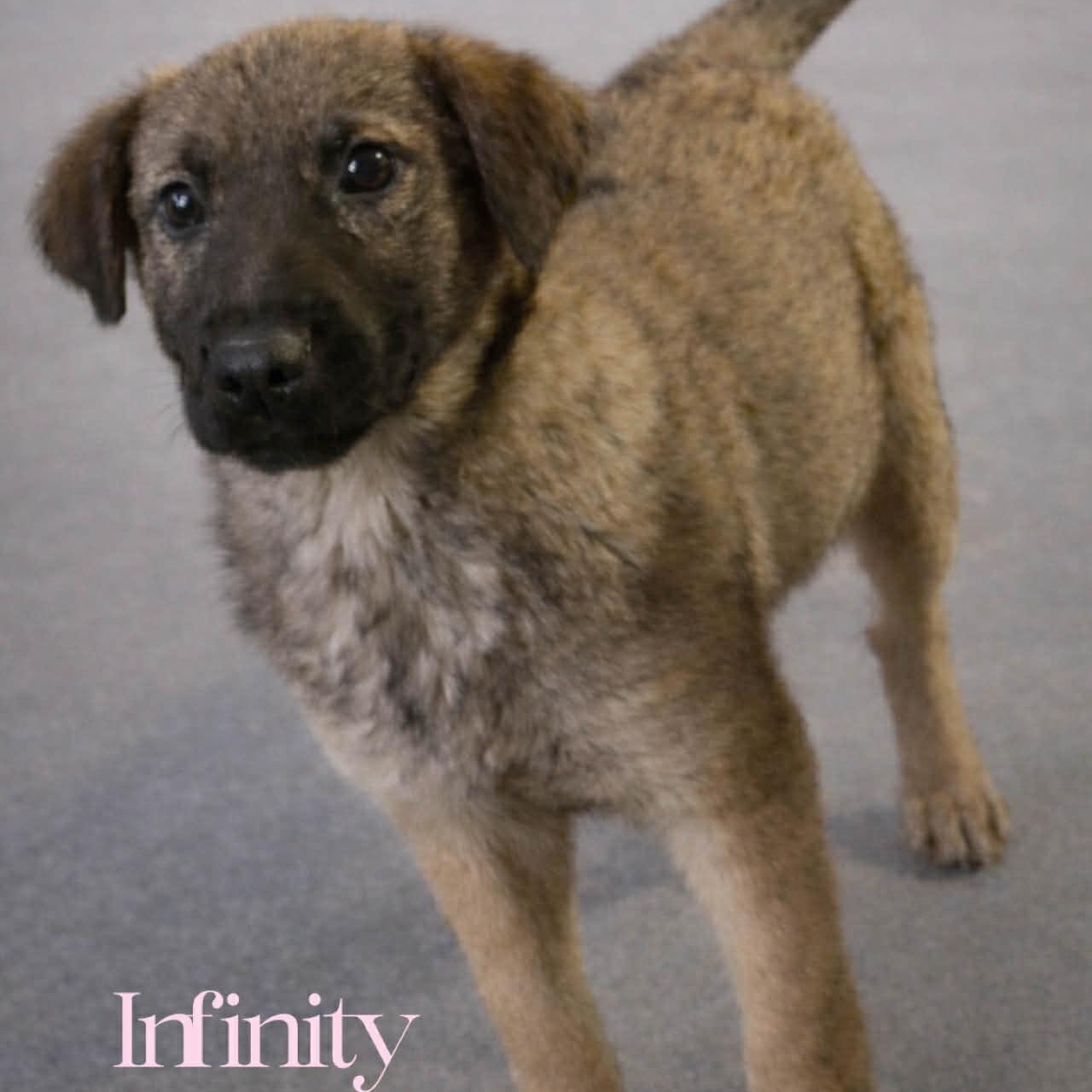 Infinity, ADOPTABLE, Puppy Female German Shepherd Dog & Labrador Retriever.