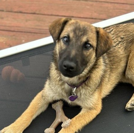 Infinity, ADOPTABLE, Young Female German Shepherd Dog & Labrador Retriever.