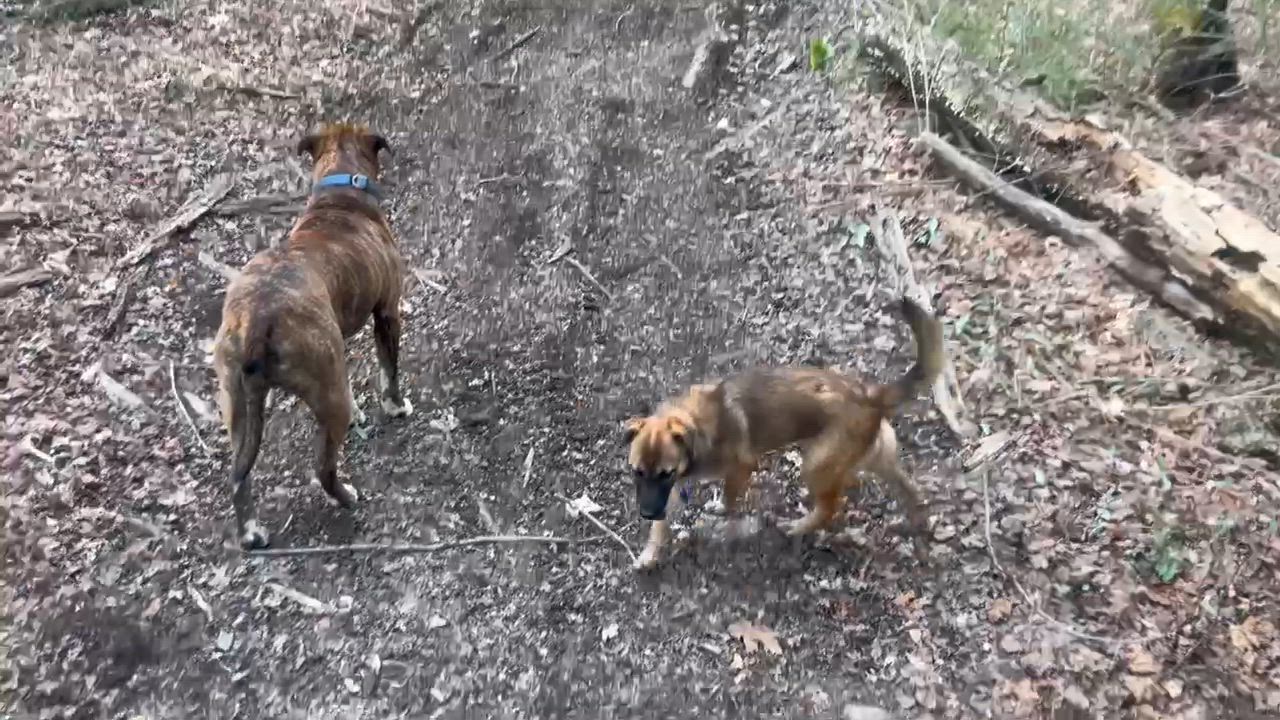 Enlarge Infinity, a ADOPTABLE mixed breed in Terryville, CT video 4/6