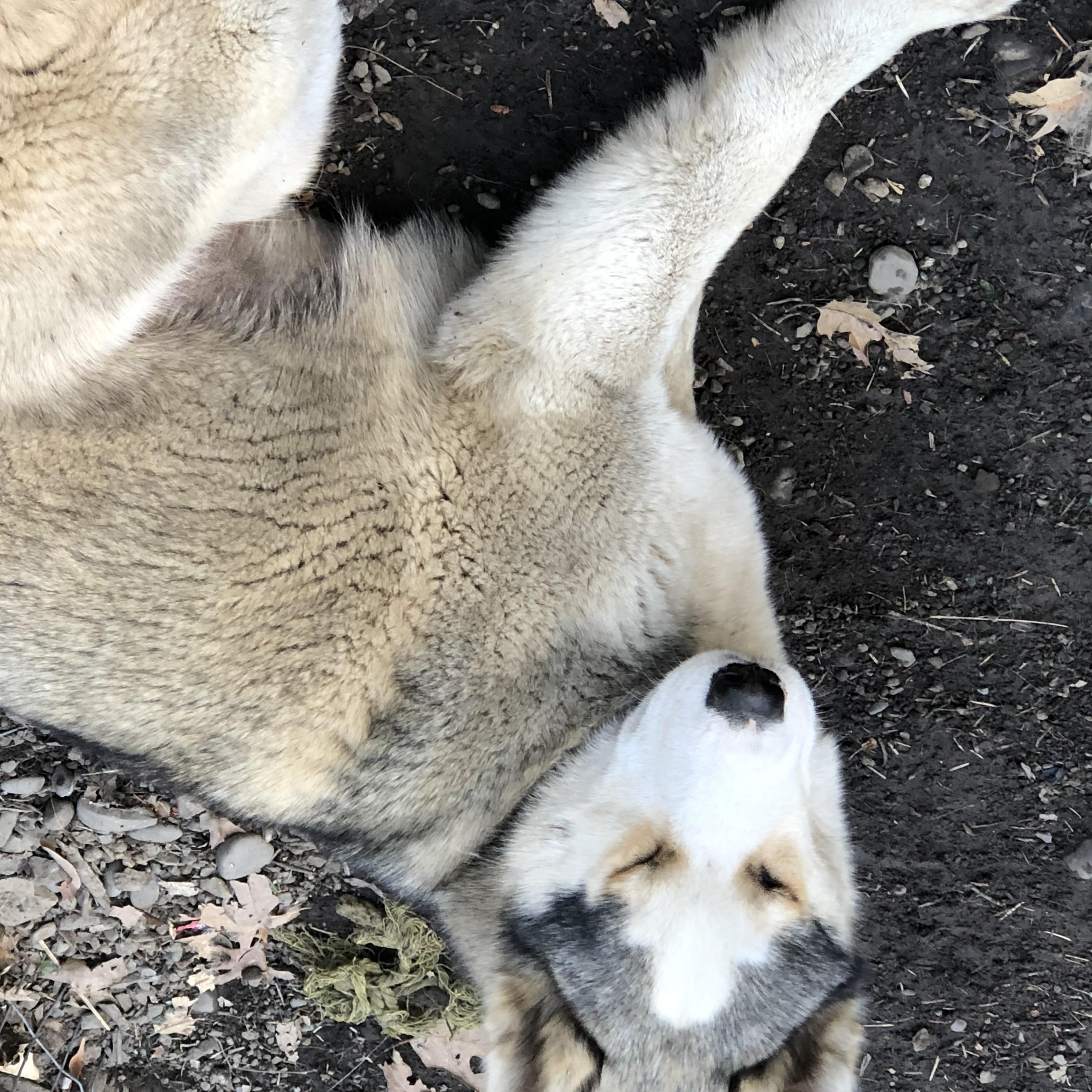 Courtesy Post - Cleo, a ADOPTABLE Husky in Willits , CA image 2/4