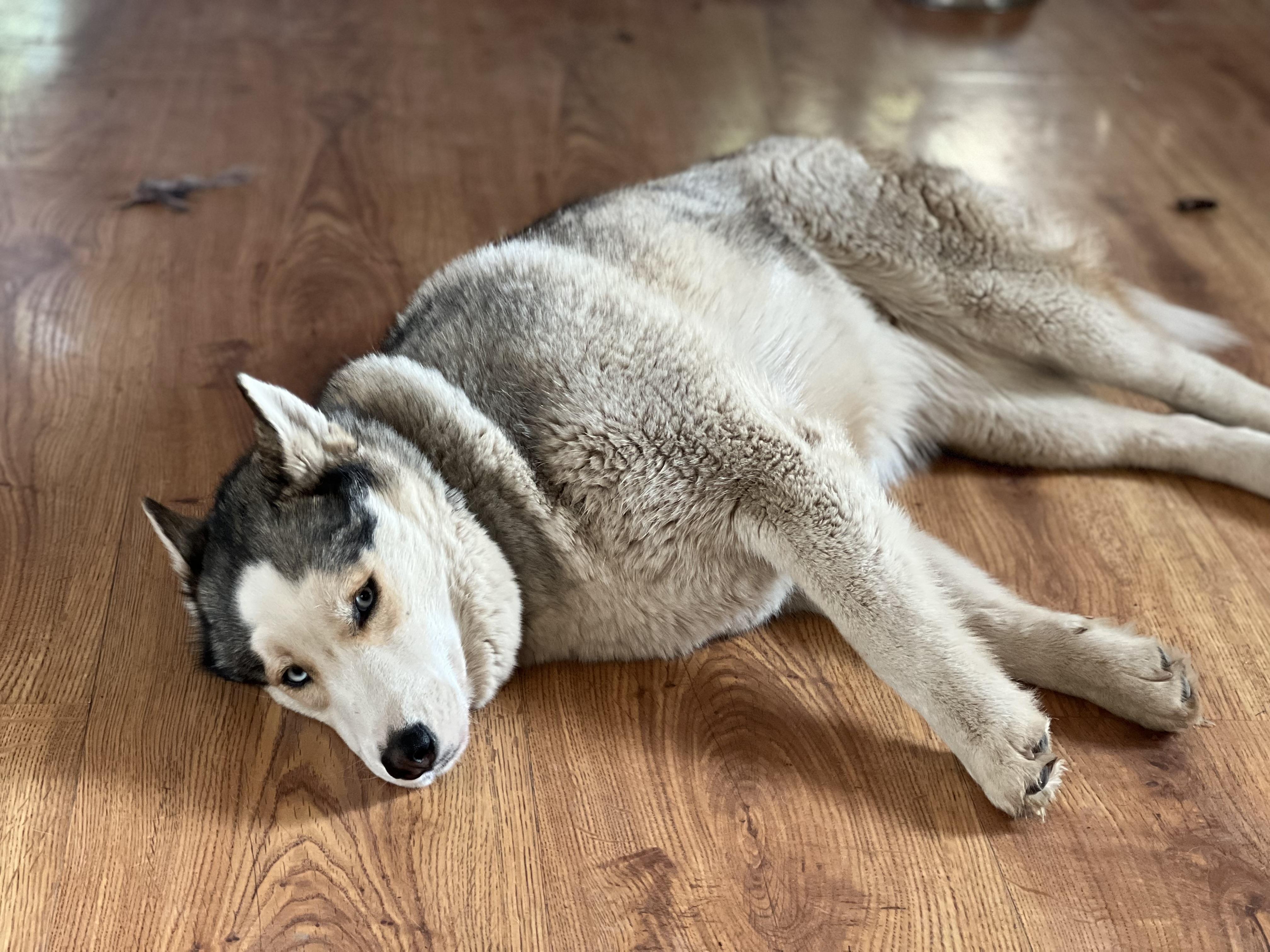 Courtesy Post - Cleo, a ADOPTABLE Husky in Willits , CA image 3/4