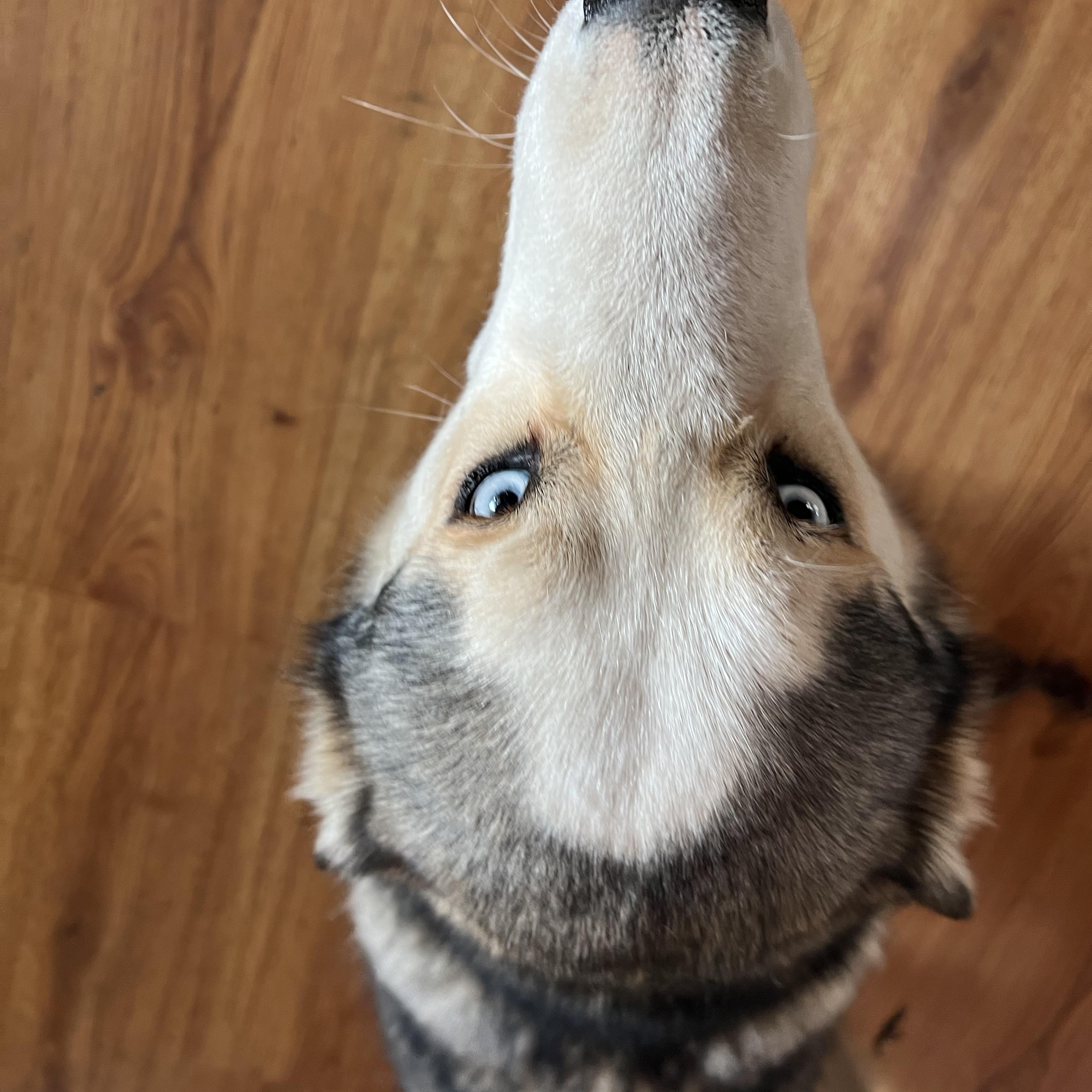 Courtesy Post - Cleo, a ADOPTABLE Husky in Willits , CA image 4/4