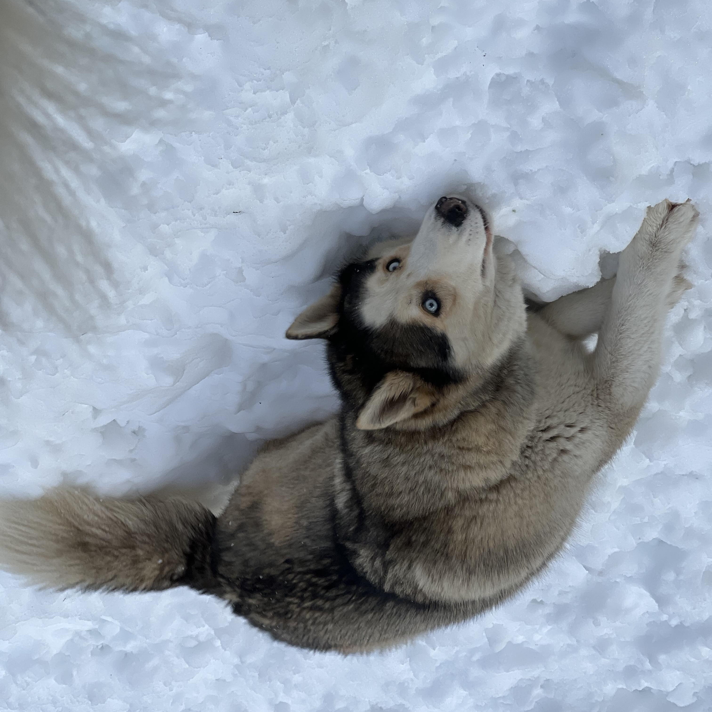 Courtesy Post - Cleo, ADOPTABLE, Adult Female Husky.